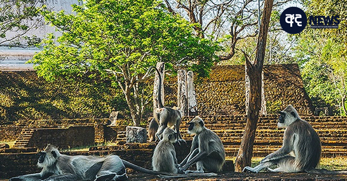 polonnarruwa gal viharaya monkeys