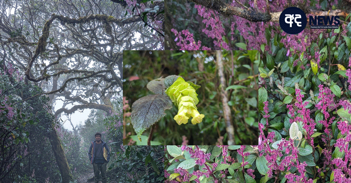 nelu flowers